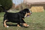 GRAND BOUVIER SUISSE 045